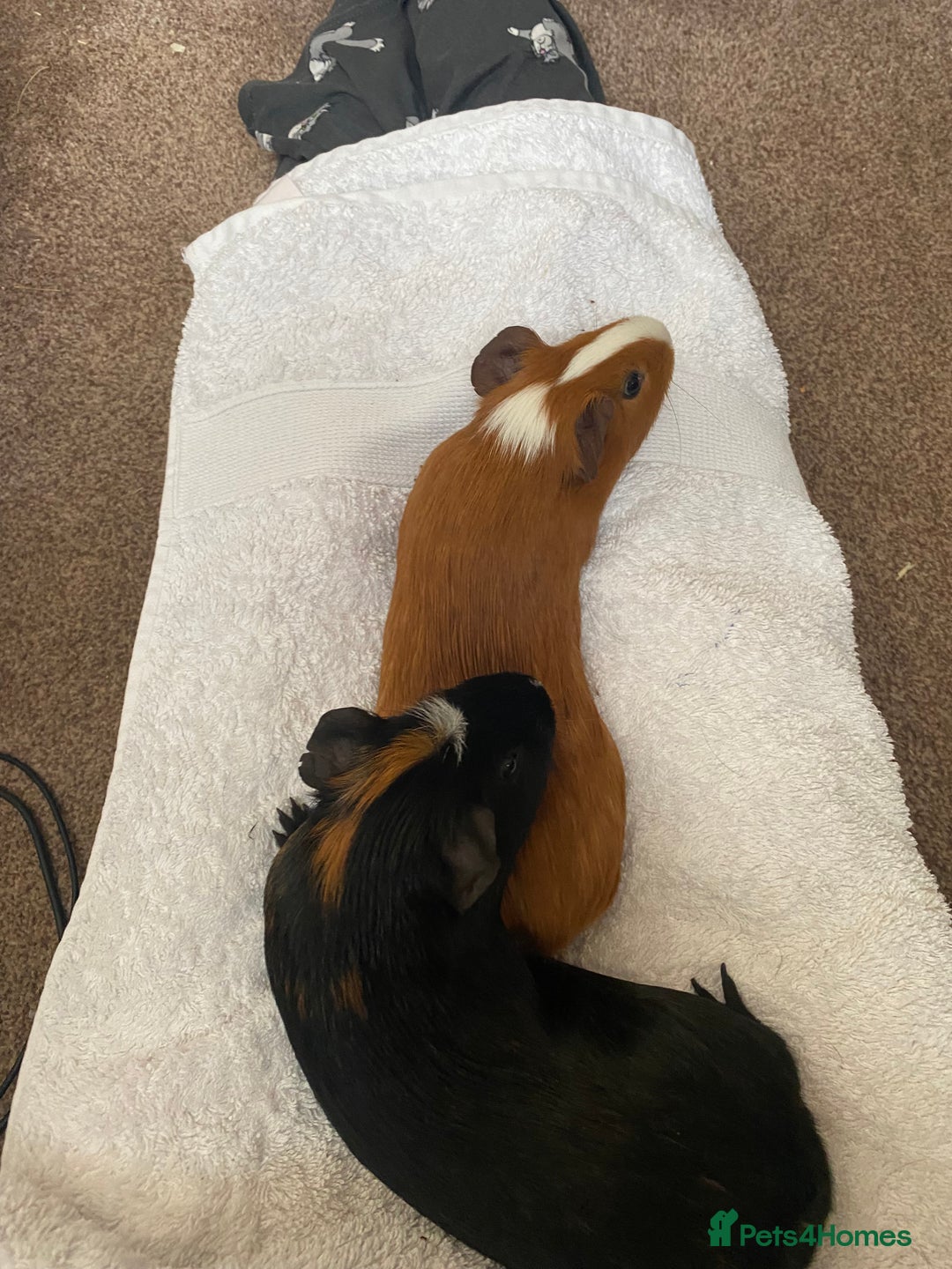 Guinea Pig rodents for sale: Cinnamon and peanut (comes with everything) - Advert 2