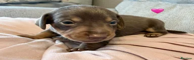 Dachshund 5