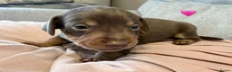 Dachshund dogs for sale: Beautiful Dachshund Puppies for sale - Advert 5