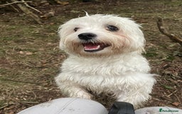 Mixed Breed dogs for sale: Loving dog Winter looking for her forever home - Image 8