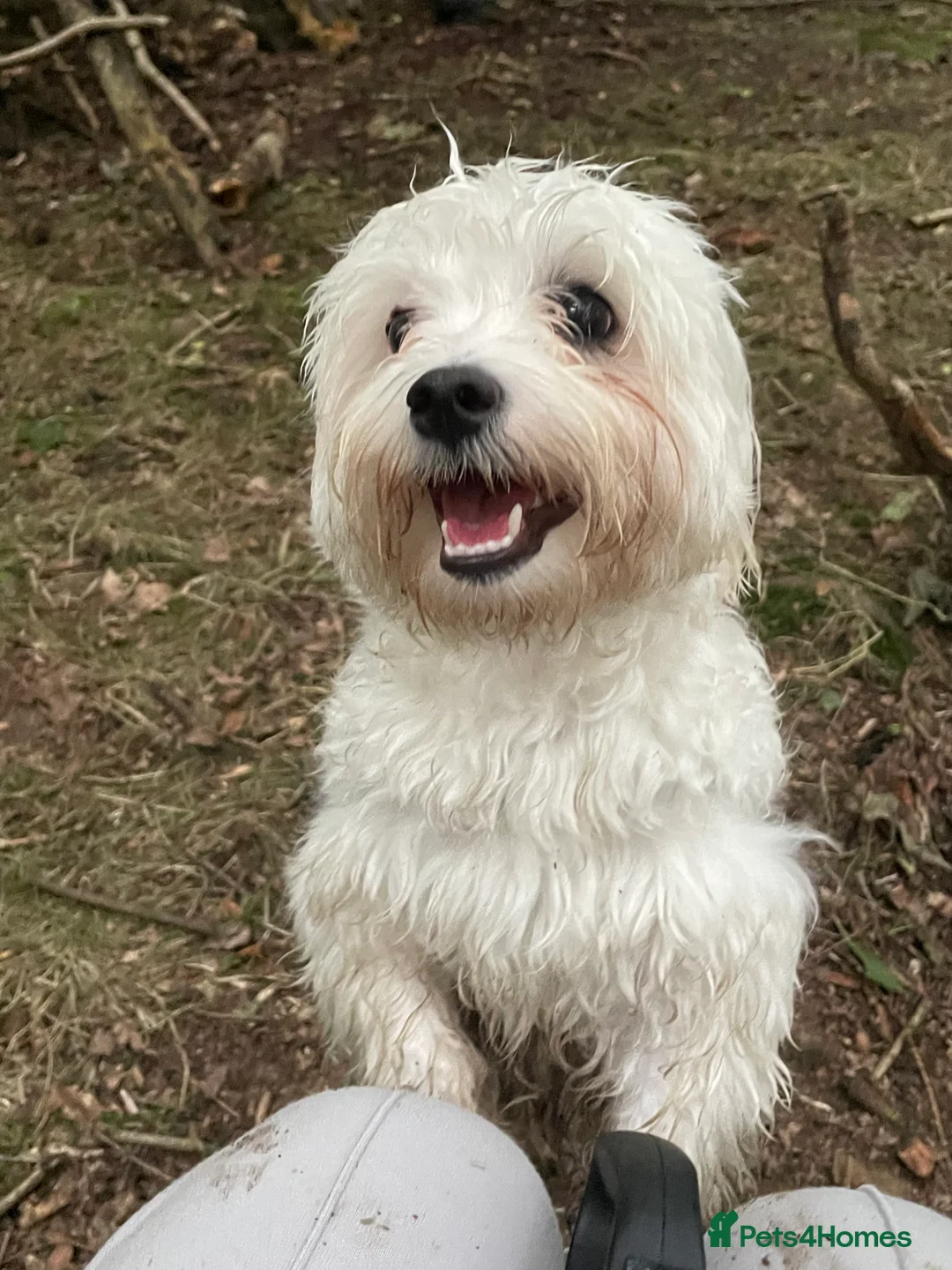 Mixed Breed dogs for sale: Loving dog Winter looking for her forever home - Advert 8