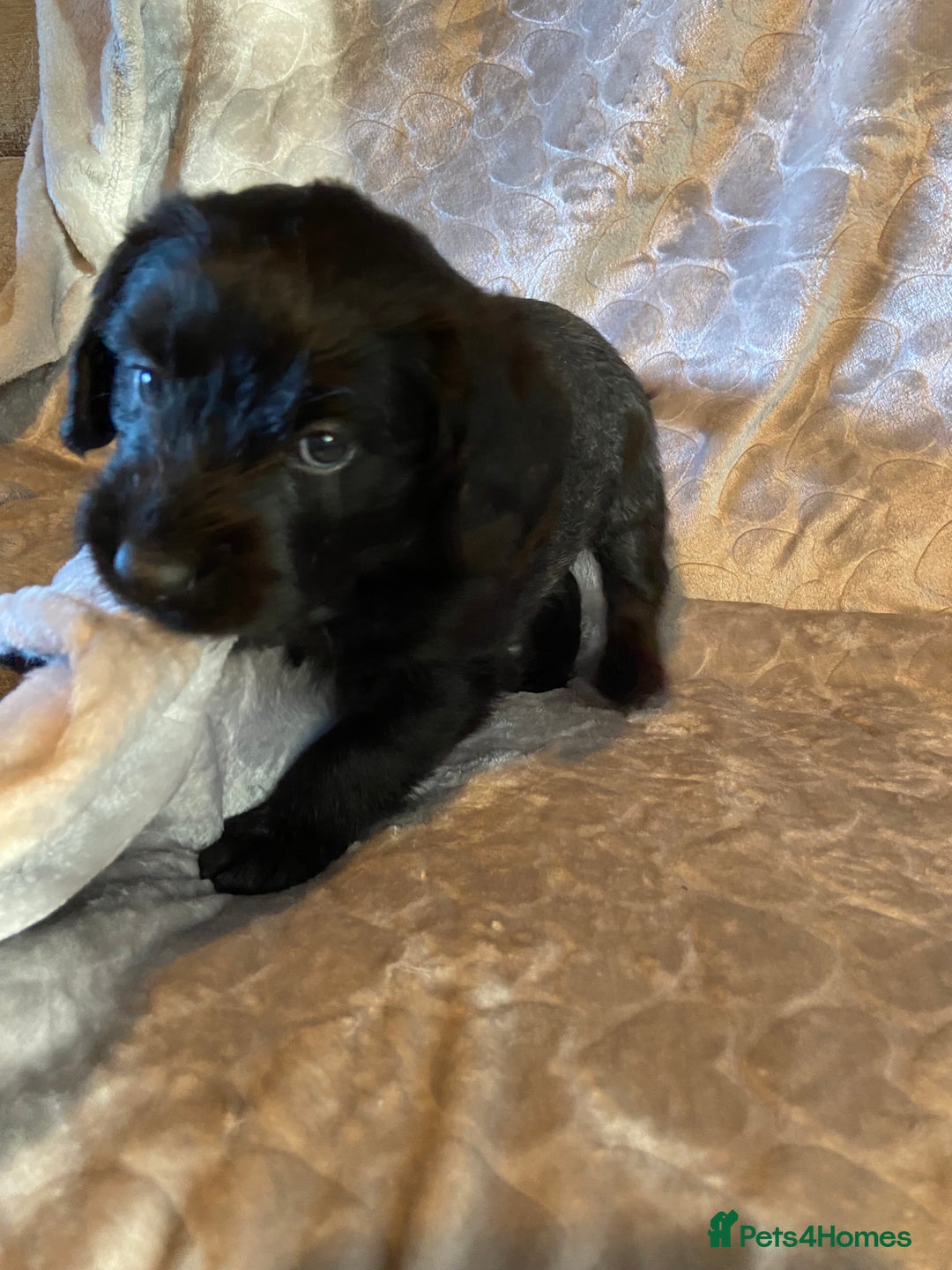 Labradoodle dogs for sale: Rare mini labradoodles variety of colours! - Image 5
