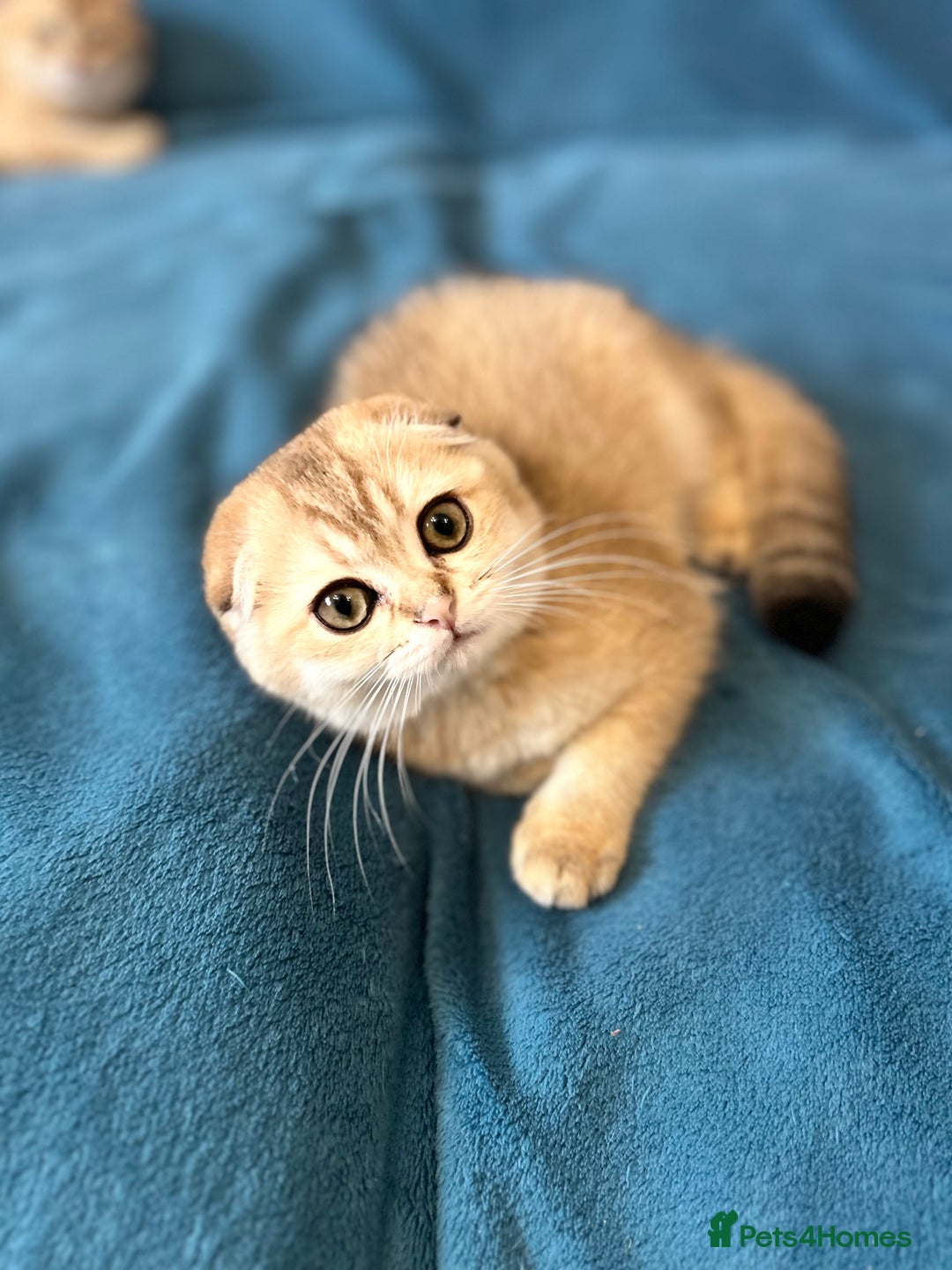 Scottish Fold cats for sale: Gold Chinchilla Scottish fold baby’s  - Image 10