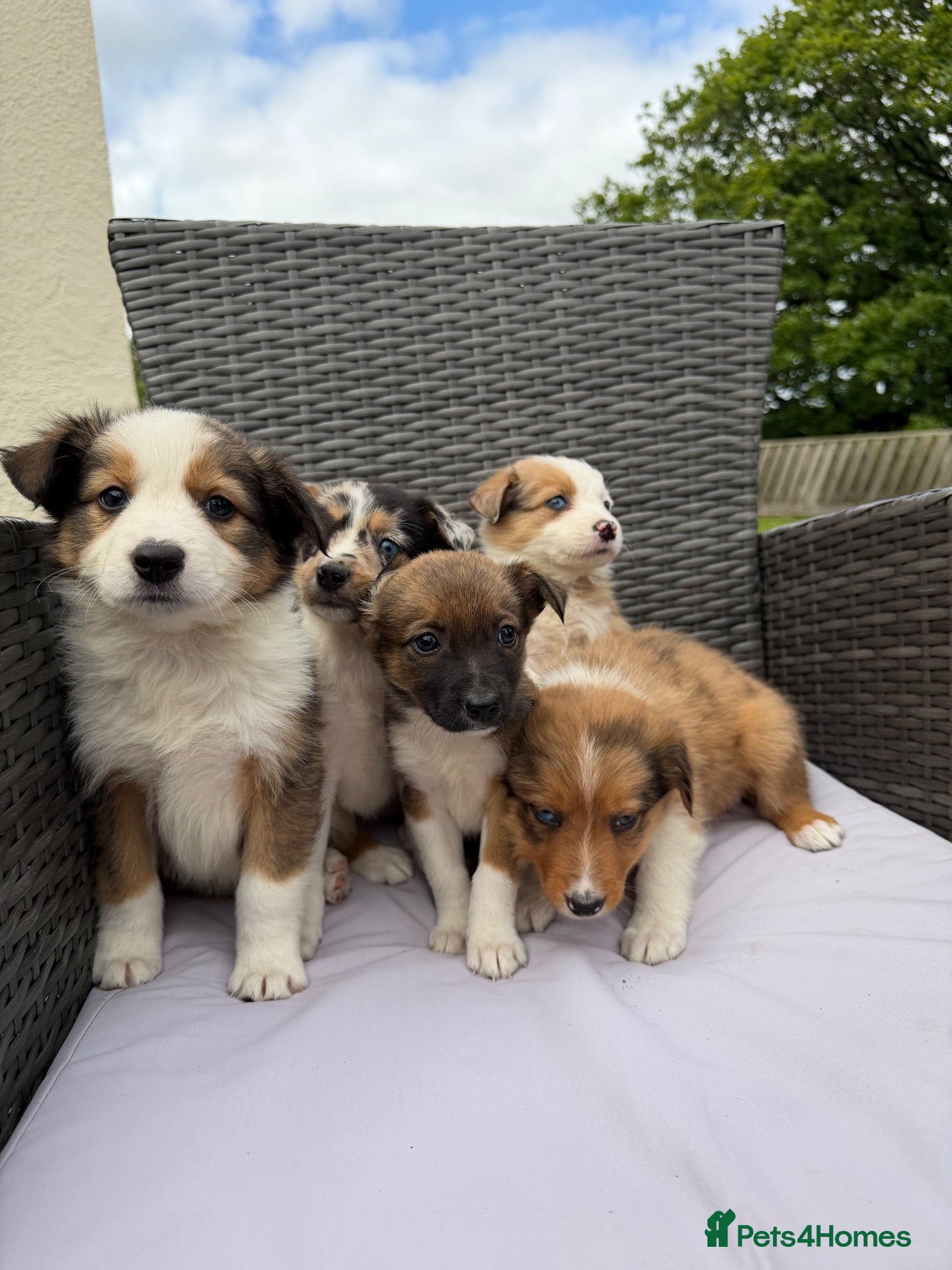 Border Collie dogs 5 Beautiful Puppies for sale - Advert 1