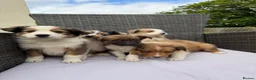 Border Collie dogs for sale: 5 Beautiful Puppies for sale🐾 - Advert 1