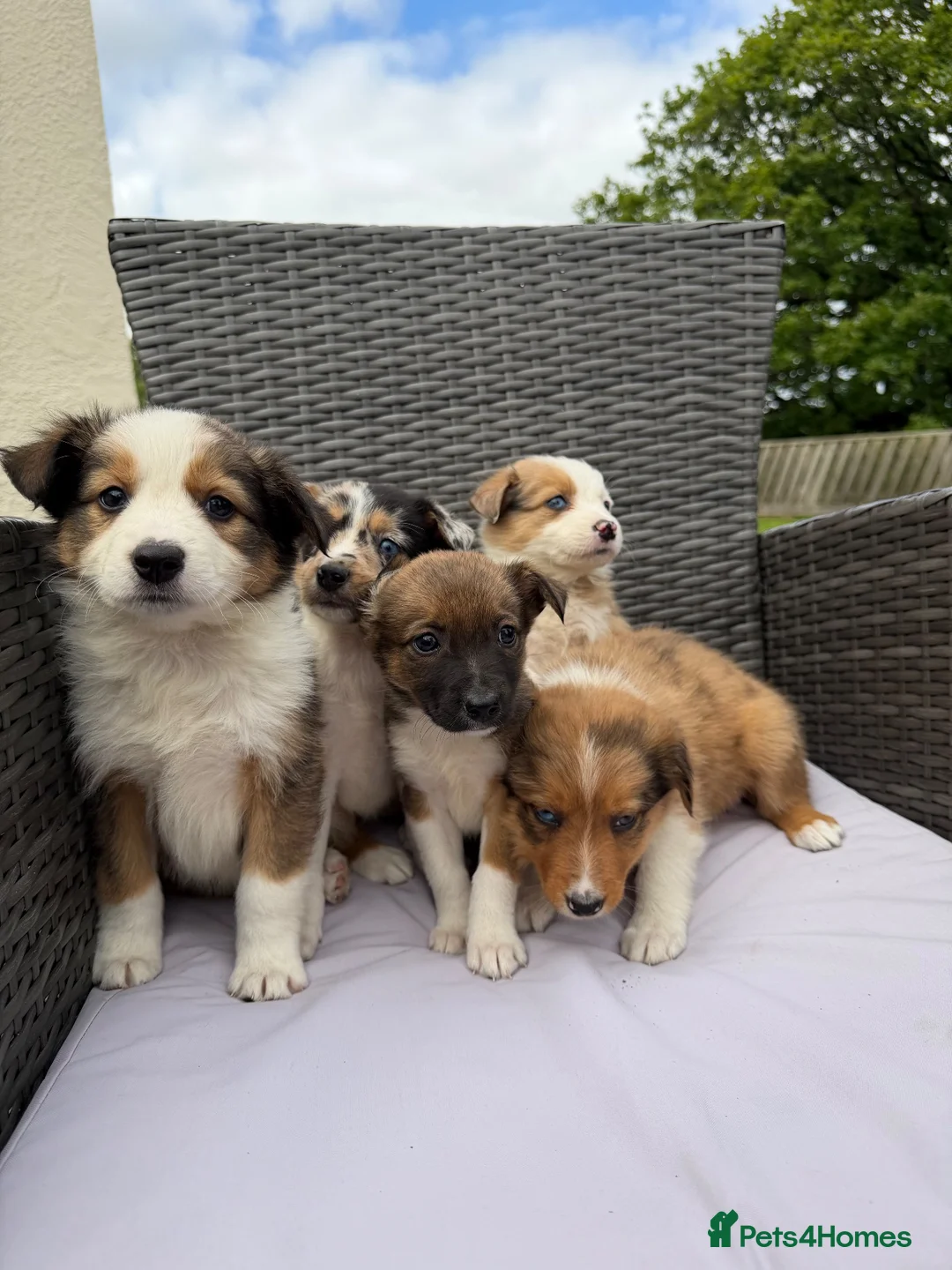 Border Collie dogs for sale: 5 Beautiful Puppies for sale🐾 - Advert 1