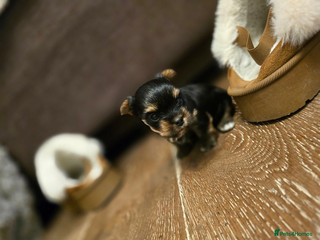 Yorkshire Terrier dogs for sale: Mini Yorkshier Terrier - Advert 1