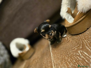 Yorkshire Terrier dogs Mini Yorkshier Terrier - Advert 1