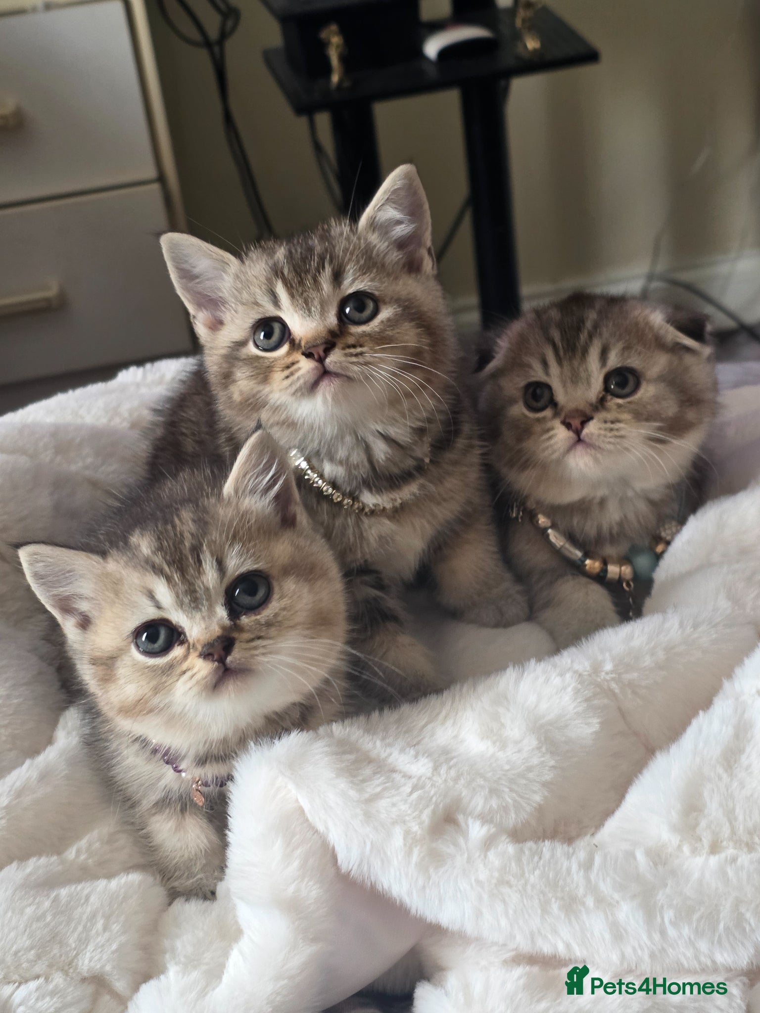 Scottish Fold cats Scottish fold kittens  for sale - Advert 2