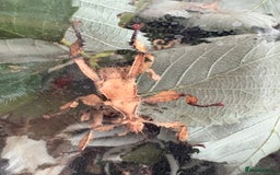 Stick Insects invertebrates for sale: 10 x Giant prickly stick insect (Nymphs)  in Paignton - Image 8