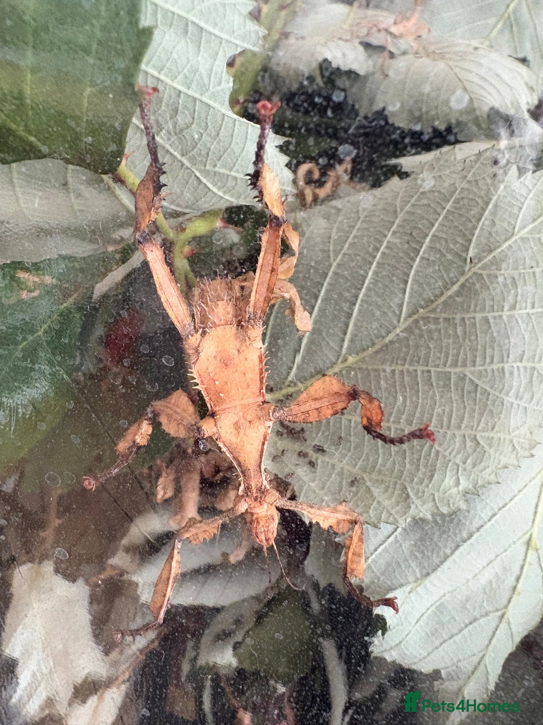 Stick Insects invertebrates for sale: 10 x Giant prickly stick insect (Nymphs)  in Paignton - Image 8