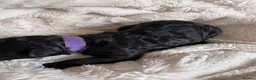 Cockapoo dogs for sale: F1BB Toy Cockapoos - Advert 7