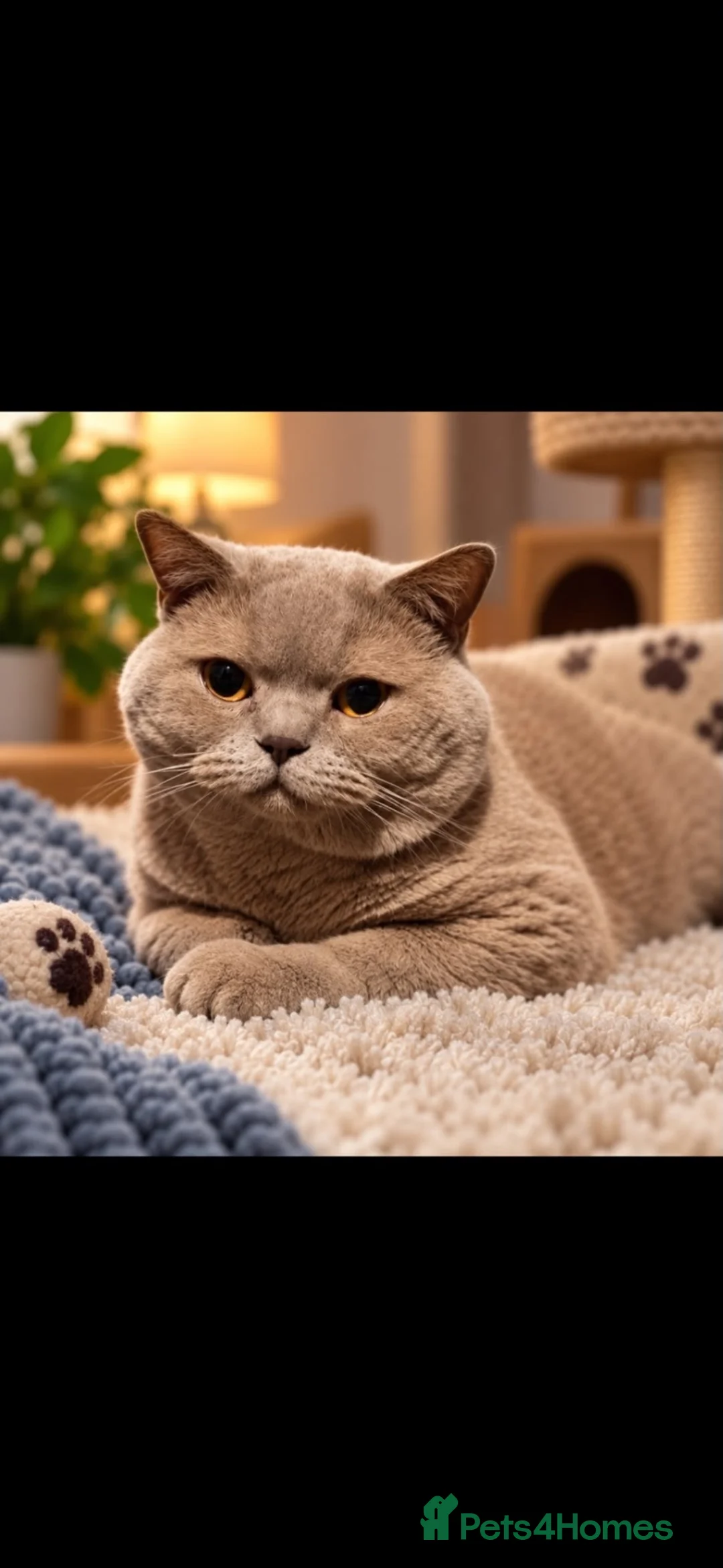 British Shorthair cats for sale: Beautiful Bsh kitten - Advert 15