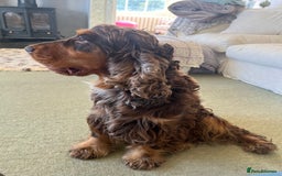 Cocker Spaniel dogs for stud: KC Superb example Classic SHOW Cocker Stud in Ruthin - Image 26