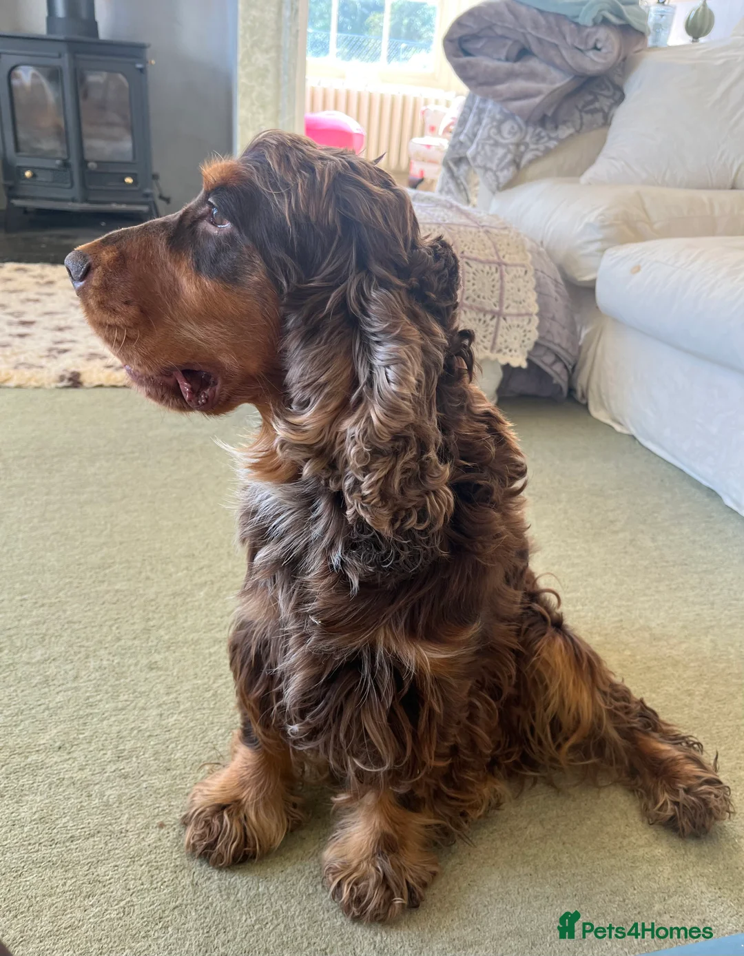 Cocker Spaniel dogs for stud: KC Superb example Classic SHOW Cocker Stud in Ruthin - Advert 26