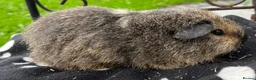 Guinea Pig rodents for sale:  Teddy girl guinea pig ( last one) - Advert 1