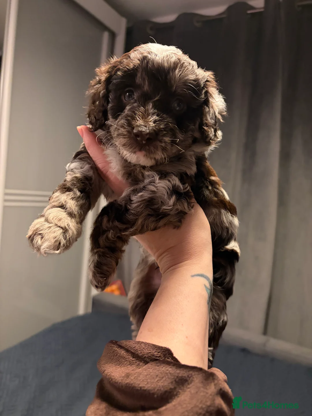 Bordoodle dogs for sale: Stunning litter of colliepoo/bordoodle puppies  - Advert 3