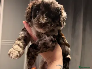 Bordoodle dogs Stunning litter of colliepoo/bordoodle puppies - Advert 17