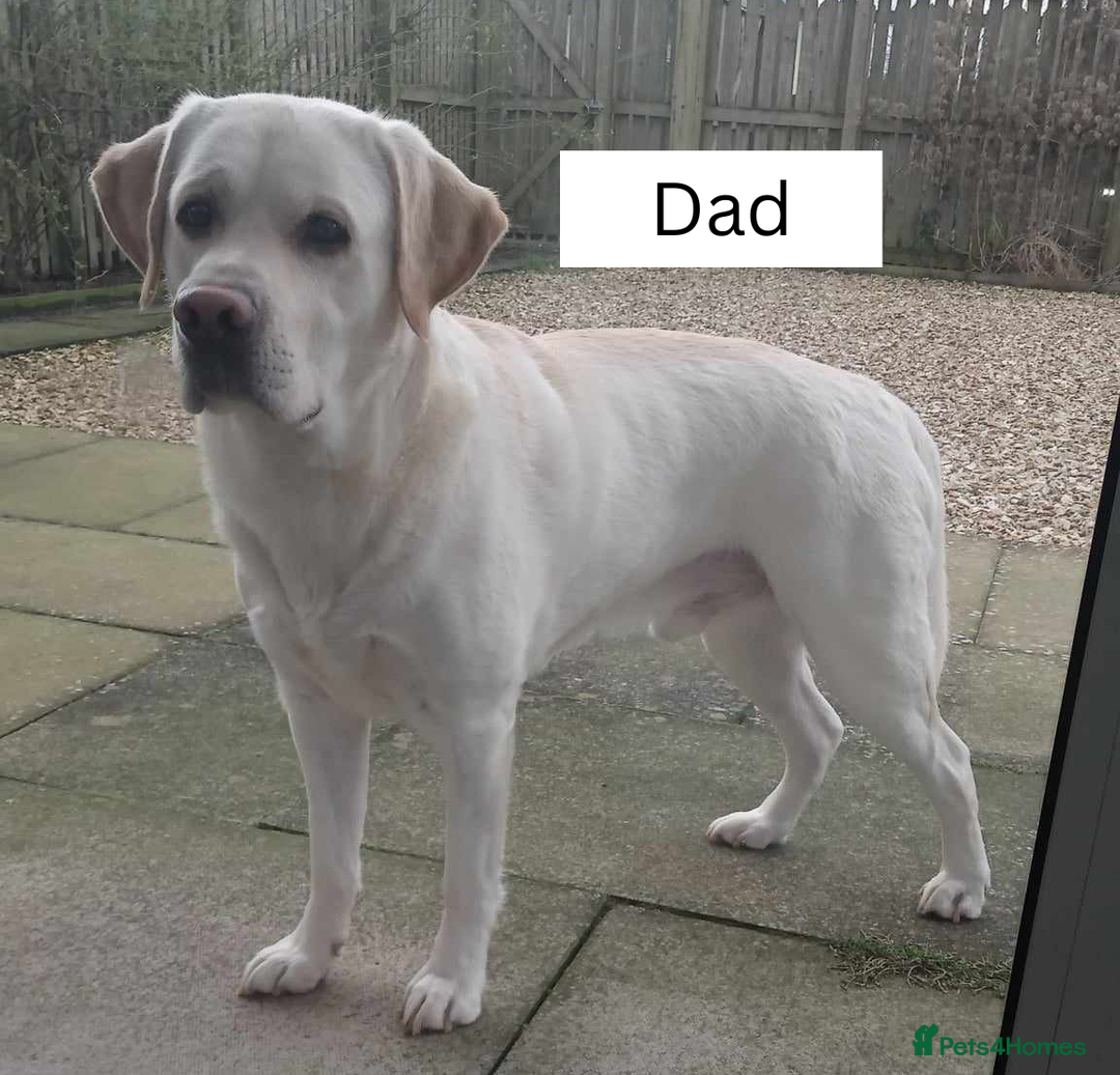 Labrador Retriever dogs for sale: Beautiful litter of yellow labrador retrievers - Image 12