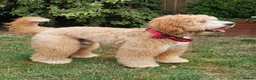 Australian Labradoodle dogs for sale: 💎 Australian Labradoodle Puppies - Advert 11