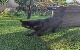 Mixed Breed cats for sale: Beautiful boy looking for his forever home - Image 4