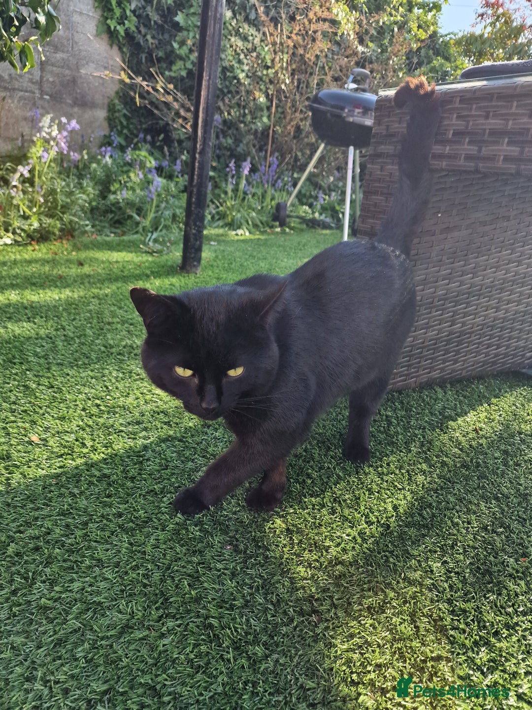 Mixed Breed cats for sale: Beautiful boy looking for his forever home - Image 4