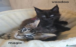 Maine Coon cats for sale: Maine Coon Kittens Polydactyl Russian line - Image 9