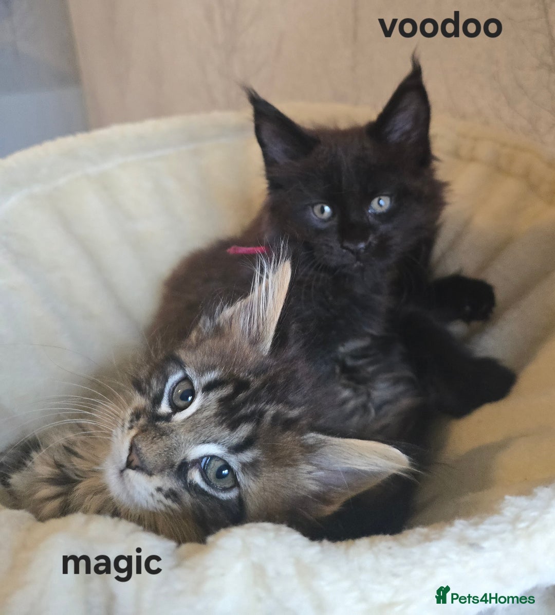 Maine Coon cats for sale: Maine Coon Kittens Polydactyl Russian line - Image 9