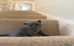 British Shorthair cats for sale: GCCF Bi-colour Blue and white BSH - Image 20
