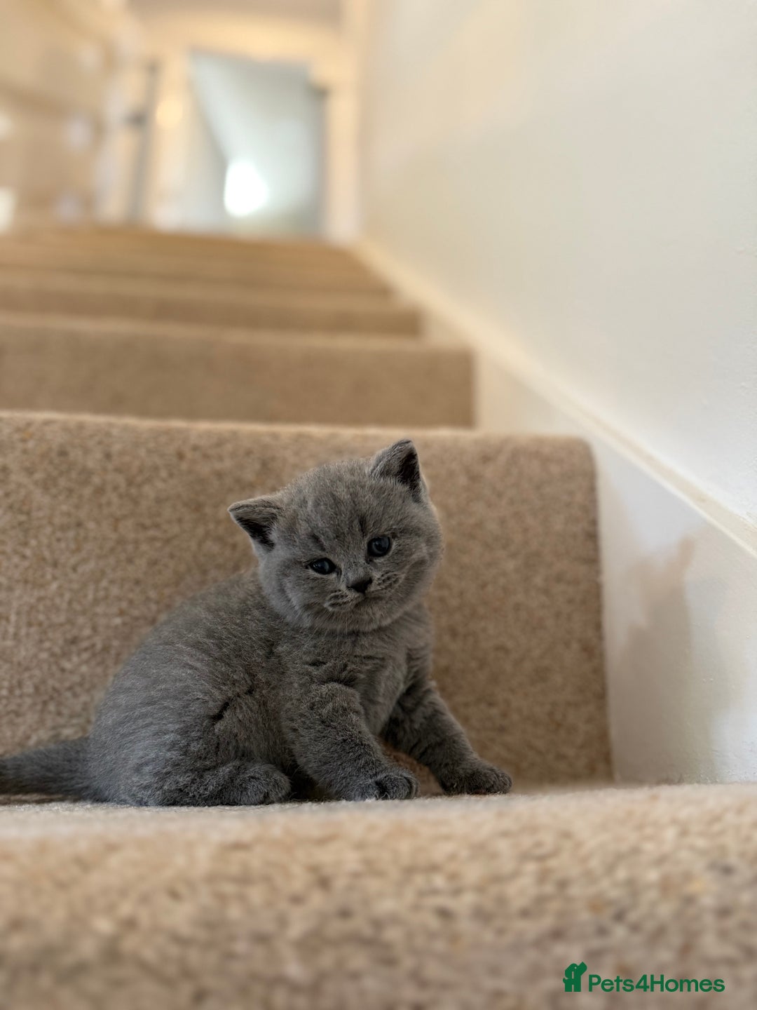 British Shorthair cats for sale: GCCF Bi-colour Blue and white BSH - Image 20