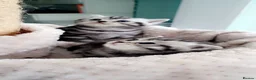 British Shorthair cats for sale: Beautiful Britishshorthair kittens  - Advert 6