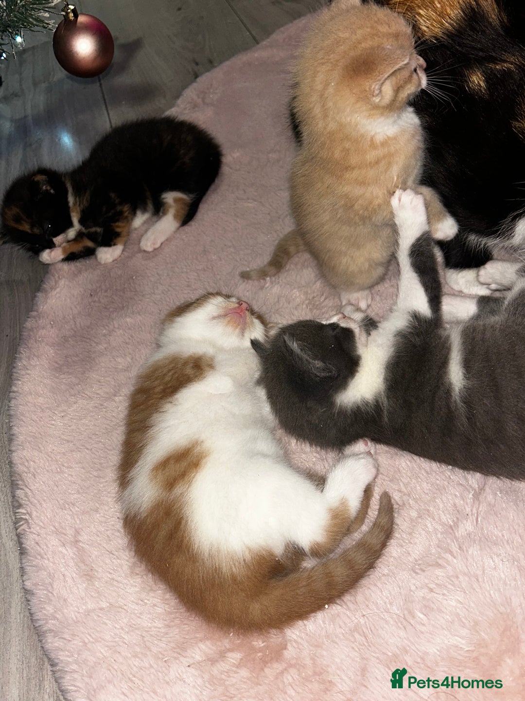 British Shorthair cats for sale: Four Adorable Kittens 🤍 - Advert 3