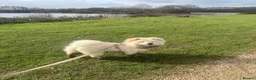 Chow Chow dogs for sale: 9 Month Old KC Registered Chow  in Bedford - Advert 4