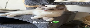 Ragdoll 1