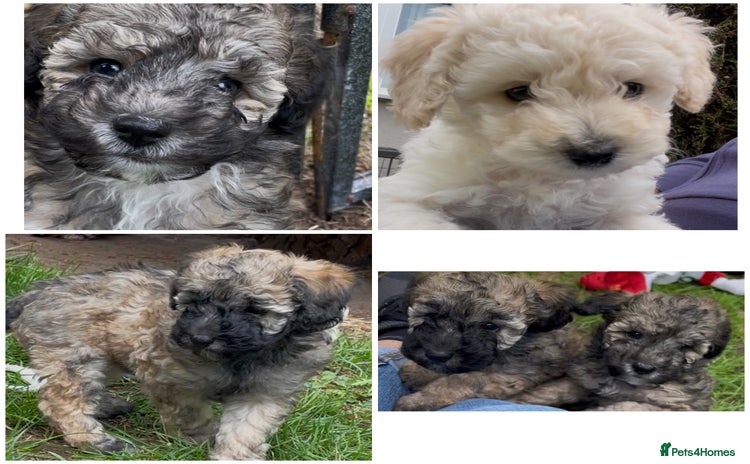 Miniature Poodle dogs - Advert 2
