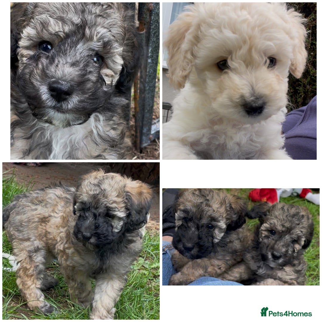 Miniature Poodle dogs for sale: Home Bred pups, extensively Health tested - Image 1