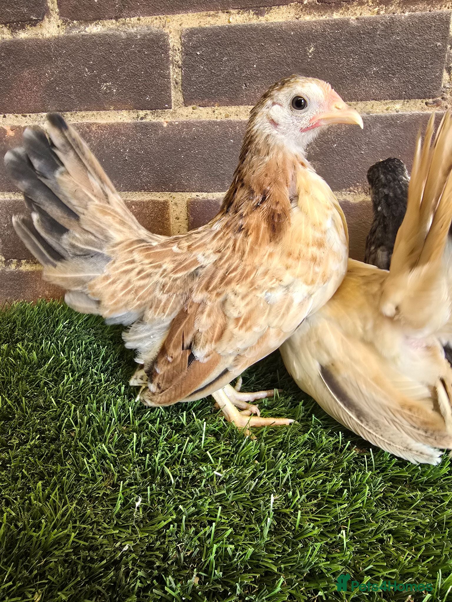 Chickens poultry Serama Pullets  - Advert 1