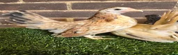 Chickens poultry for sale: Serama Pullets  - Advert 1