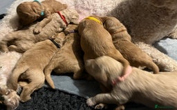 Mixed Breed dogs for sale: Mini Golden Doodle’s - Image 3