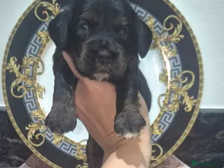 Cockapoo dogs F1 SHOW extensively health tested cockerpoo - Advert 6