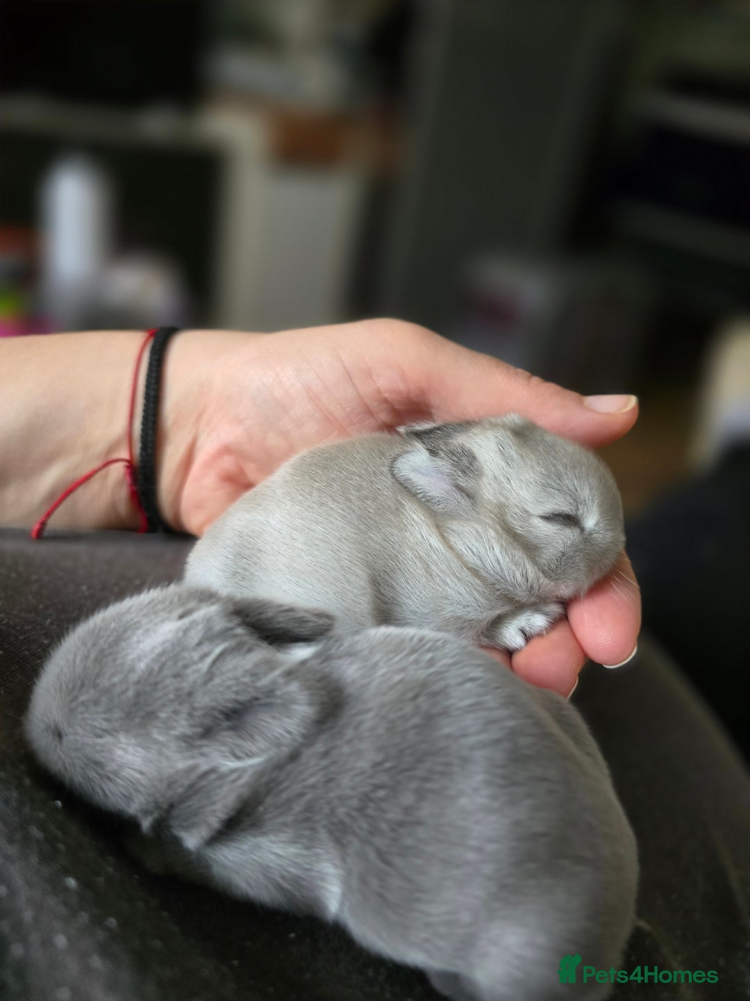 Netherland Dwarf rabbits for sale: Netherland Dwarfs bunnys  - Image 4