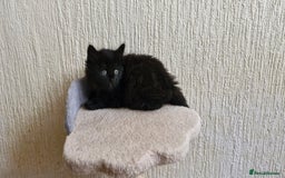 Mixed Breed cats for sale: Two male kittens. Possible delivery. - Advert 15