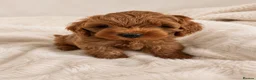 Cavapoo dogs for sale: PREMIUM TEDDY TOY CAVAPOOS READY FOR FOREVER HOMES - Advert 6