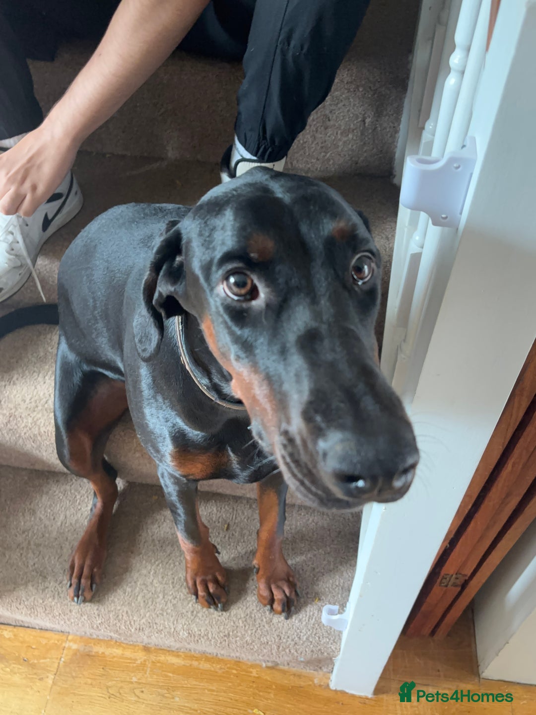 Dobermann dogs for sale: Free 11month old Doberman female - Advert 3