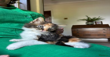 Mixed Breed cats - Advert 3