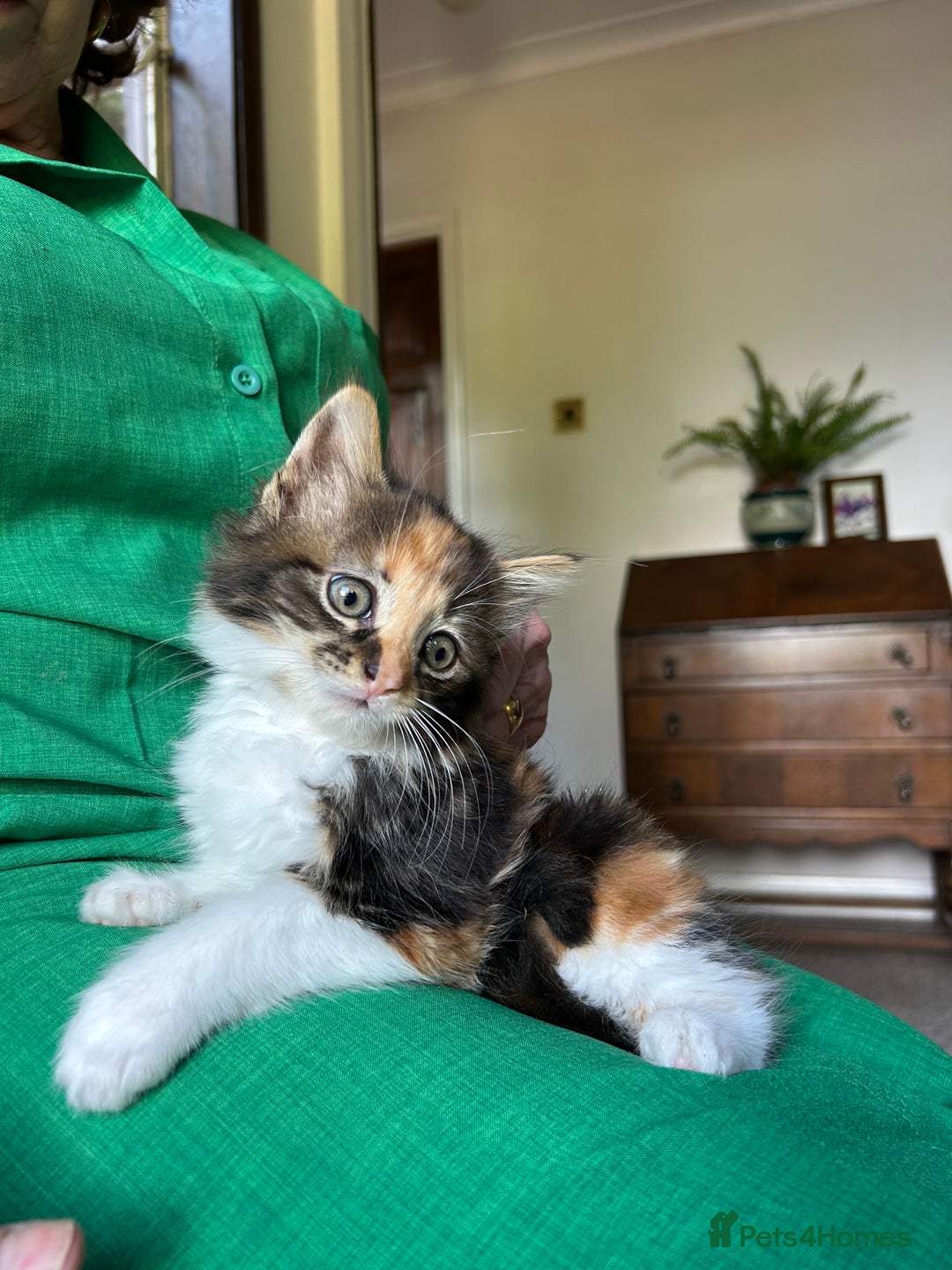 Mixed Breed cats for sale: Mancoon/calico tabby cross  - Image 3