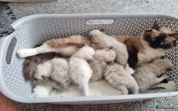Ragdoll cats for sale: Ragdoll Kittens  - Image 2