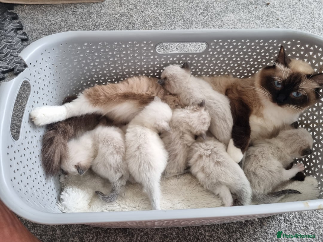 Ragdoll cats for sale: Ragdoll Kittens  - Image 2
