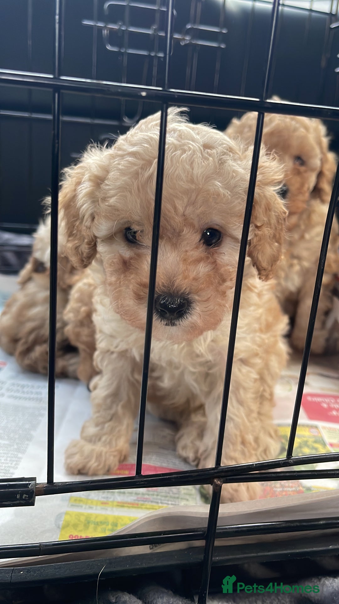 Toy Poodle dogs for sale: Stunning toy poodle puppies - Advert 2