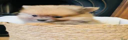 Pomeranian dogs for sale: Teddy bear face Pomeranian Pups - Advert 2